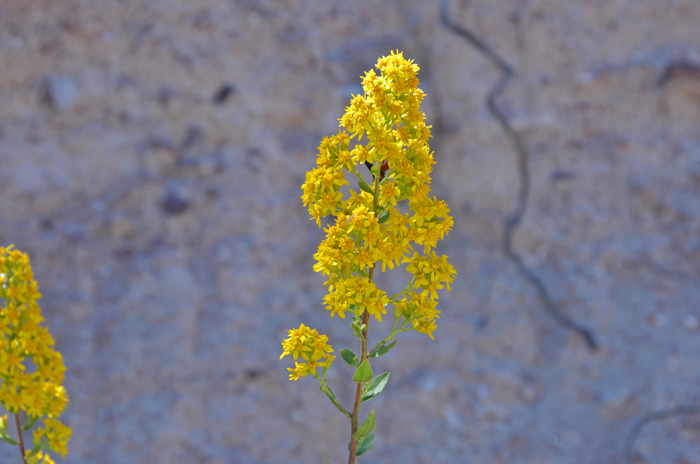 Missouri Goldenrod has numerous golden yellow flowers in a plume-like array as shown in the photo. Solidago missouriensis